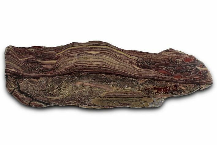 Polished Domal Stromatolite Slab - Billion Years Old #353816